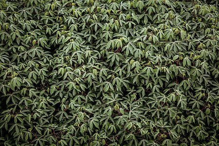 green leaf plant thumbnail