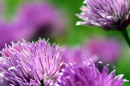 selective focus photography of purple flower thumbnail