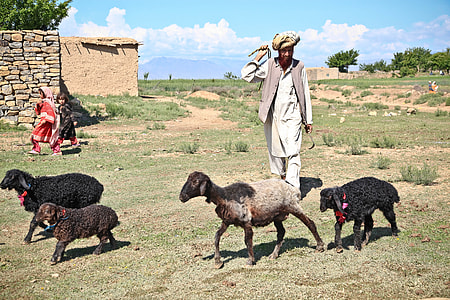 man in gray thobe suit beside sheep during dayime thumbnail