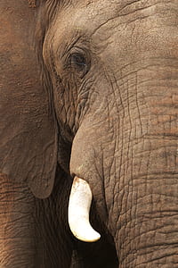 brown elephant thumbnail