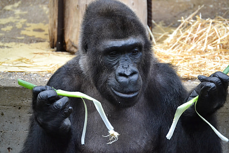 gorilla holding green spring onions during daytime thumbnail