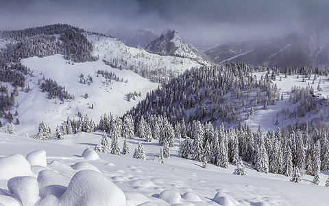 pine trees during winter season thumbnail