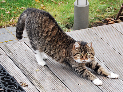 black and tan maine coon standing on gray ground thumbnail