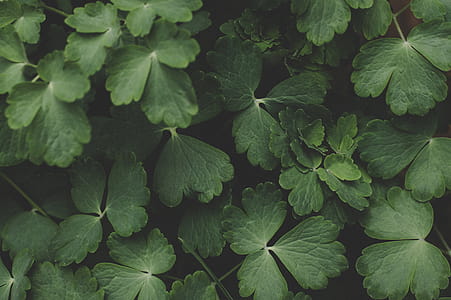 Green Leafed Plants thumbnail