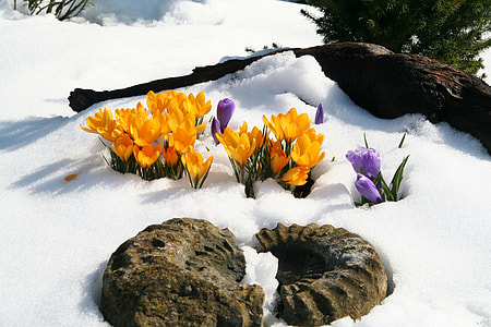 amonite fossil and yellow flowers on snowfield thumbnail