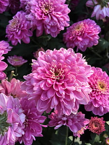 selective focus photo of pink dahlia flowers thumbnail