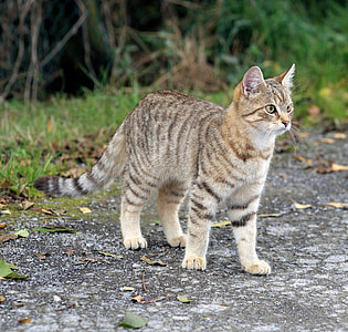 brown and white cat thumbnail