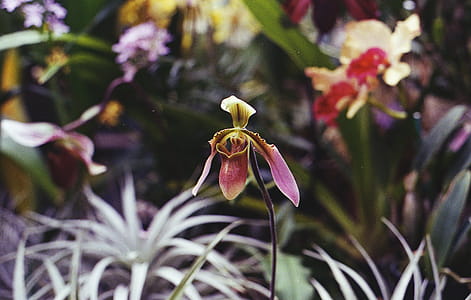 Close-Up Photo of Orchid Flower thumbnail