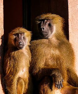 two brown monkeys sitting on concrete edge thumbnail