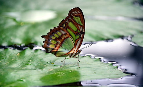 green and brown butterfly thumbnail