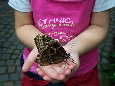 person holding brown and black butterfly thumbnail