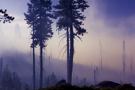 silhouette of trees under gray sky thumbnail