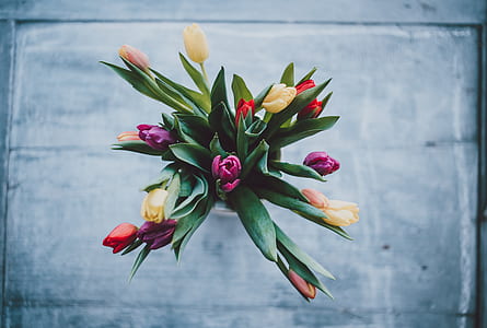 assorted-color tulip flowers in vase thumbnail