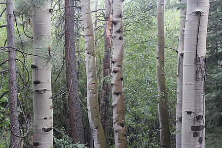 Bruch tree thumbnail