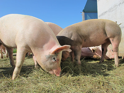 group of pigs on green grass during day time thumbnail