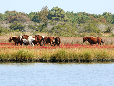 photo of herd of horses near lake thumbnail