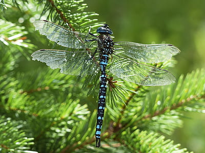 blue and black dragonfly perching on green leaf thumbnail