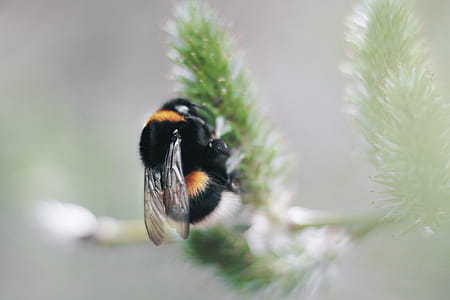 Selective Focus Photography of Black and Yellow Carpenter Bee thumbnail