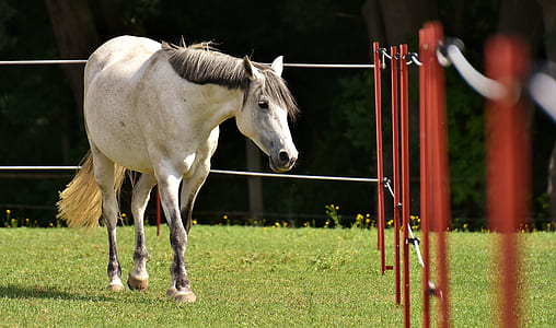 white horse near fence on green grass field thumbnail