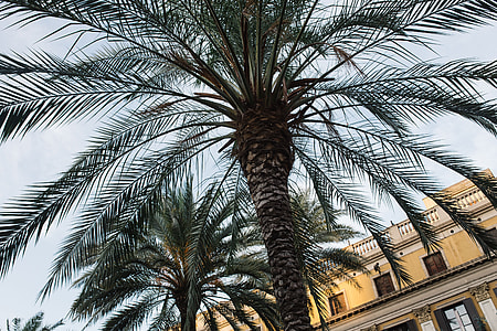 Palm trees in Spain thumbnail