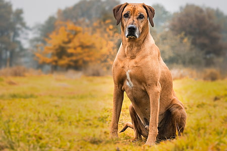 short-coated tan dog sitting on green grass near trees at daytime thumbnail