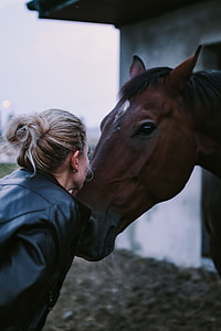 Brown horse in an enclosure thumbnail