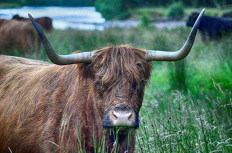 tilt-shift photography of yak thumbnail