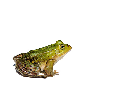 green frog against white background thumbnail