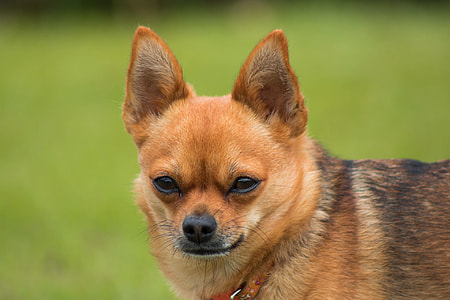 selective focus photo of smooth tan Chihuahua thumbnail