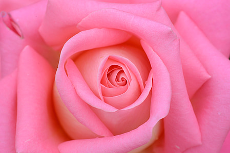 close up photography of pink rose thumbnail