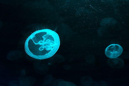 underwater photography of jellyfish thumbnail