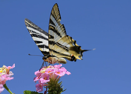 yellow and black butterfly perched on pink flower at daytime thumbnail