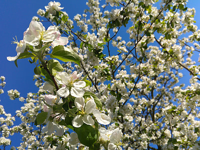 Flowering Crabapple, Spring thumbnail