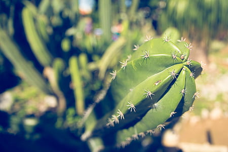 green cactus on selective focus photo thumbnail