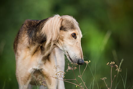 adult brown saluki close-up photography thumbnail