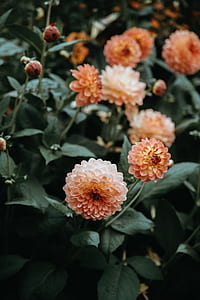 peach dahlia flowers at daytime thumbnail