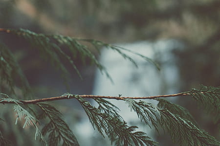light, dawn, blur, leaves thumbnail