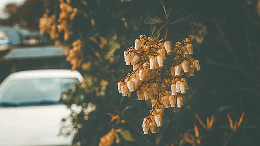 selective focus photography of white flowers thumbnail