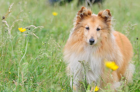 photo of tan dog on grass thumbnail