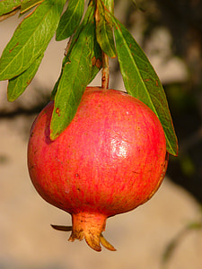 photo of pomegranade thumbnail