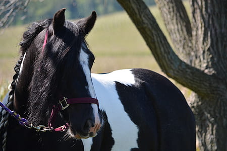 black and white horse standing near gray tree during daytime thumbnail