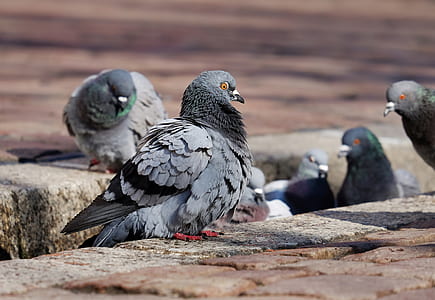black pigeons thumbnail