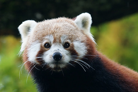 red panda selective focus photography thumbnail