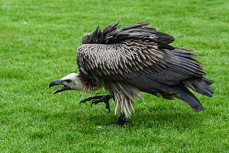 gray and white condor on green grass during day thumbnail