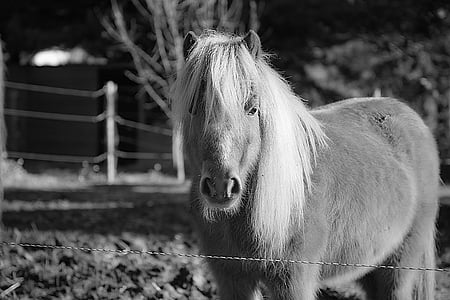 grayscale photo of horse near beside fence near bare tree thumbnail