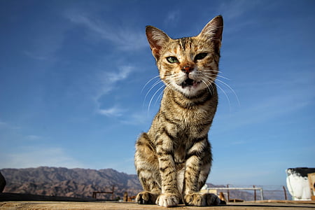 brown tabby cat standing on brown soil thumbnail
