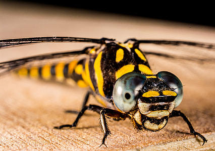 yellow and black dragonfly thumbnail