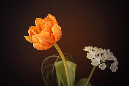 tilt shift photography of a orange plant thumbnail