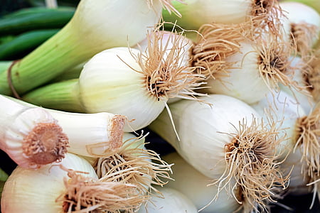 macro shot of spring onions thumbnail