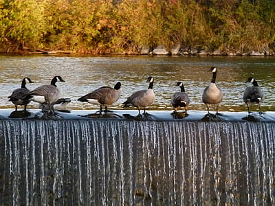 flock of docks standing on body of water thumbnail